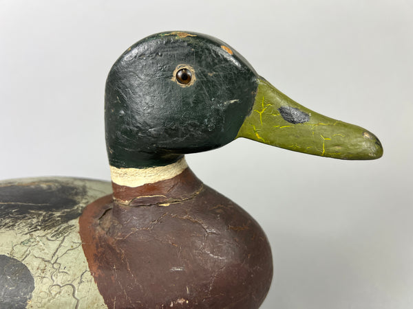 Leonard Doren Mallard Drake (#3644)