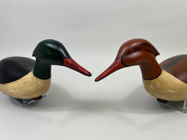 Pair of Swimming Common Mergansers (#5300)