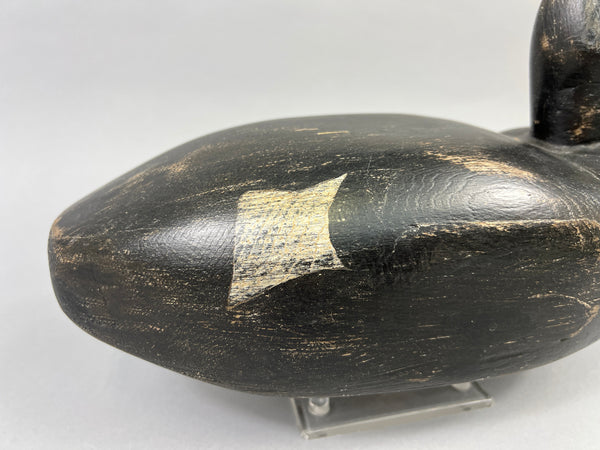 Maine White Winged Scoter (#2235)