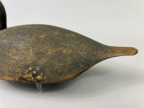 Unknown Canadian Blue Bill Drake (#5226)