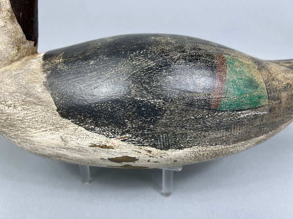 California Pintail (#4937)