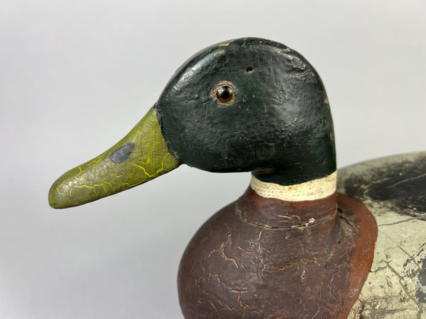 Leonard Doren Mallard Drake (#3644)