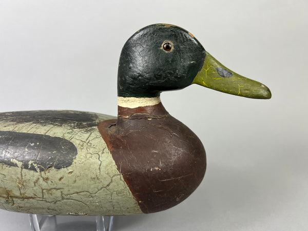 Leonard Doren Mallard Drake (#3644)
