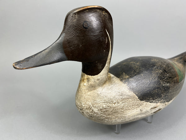 California Pintail (#4937)