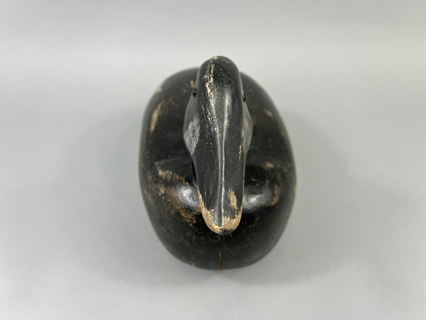 Maine White Winged Scoter (#2235)