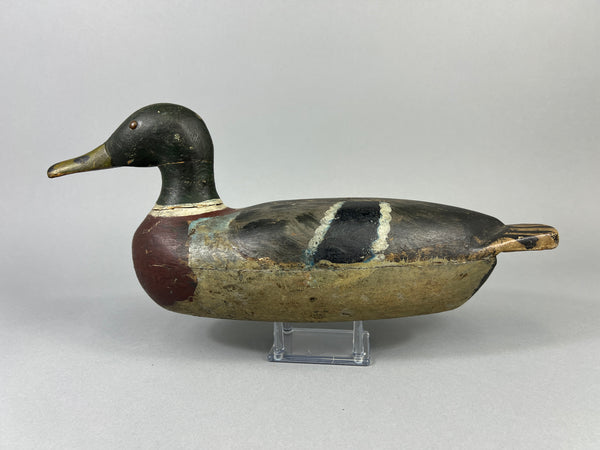Unknown Early Illinois River Mallard Drake, Circa 1920’s (#181)