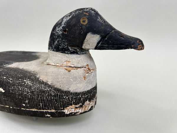 Cape Vincent Golden Eye Drake, Circa 1900 (#5251)