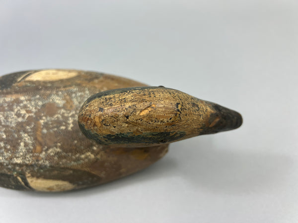 Tule Lake Attributed Wigeon Drake (4894)