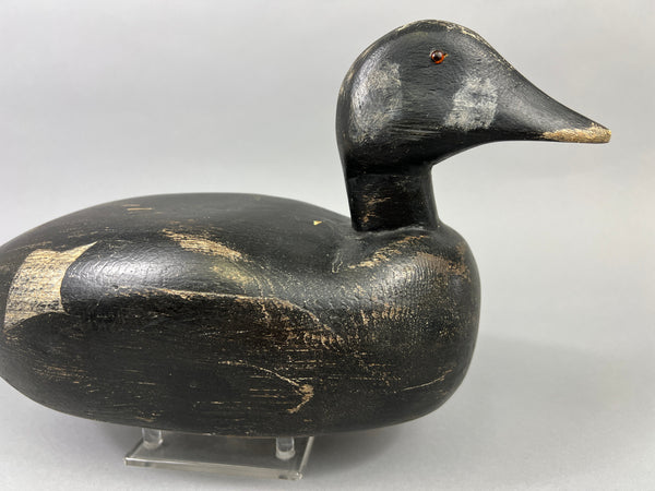 Maine White Winged Scoter (#2235)