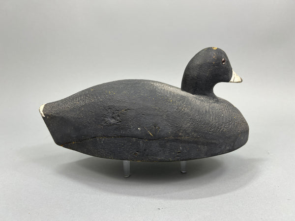 Herters Santa Marta Coot  (#1376)