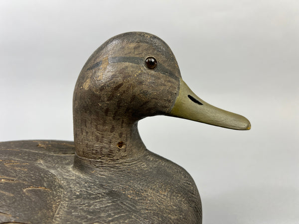 Michigan Black Duck Schmidt influence (#4771)