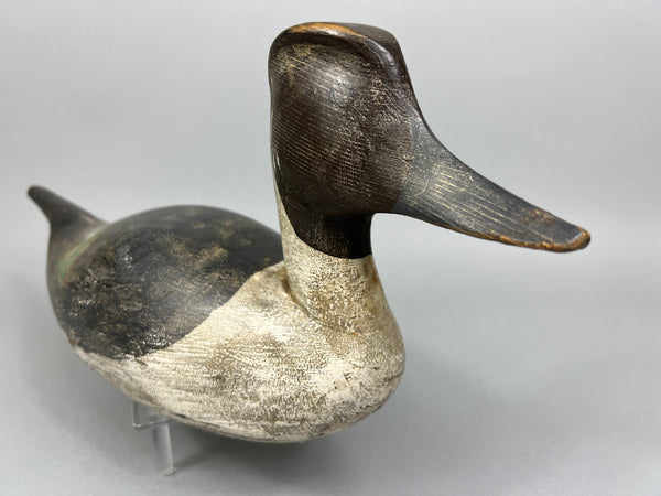 California Pintail (#4937)