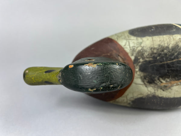 Leonard Doren Mallard Drake (#3644)