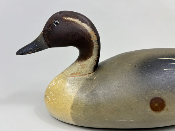 Wildfowler Pintail Drake, Old Saybrook, Rare Pine (#4248)
