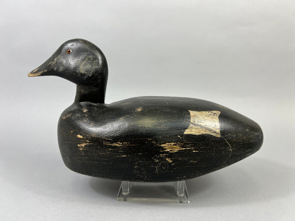 Maine White Winged Scoter (#2235)