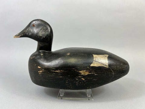 Maine White Winged Scoter (#2235)