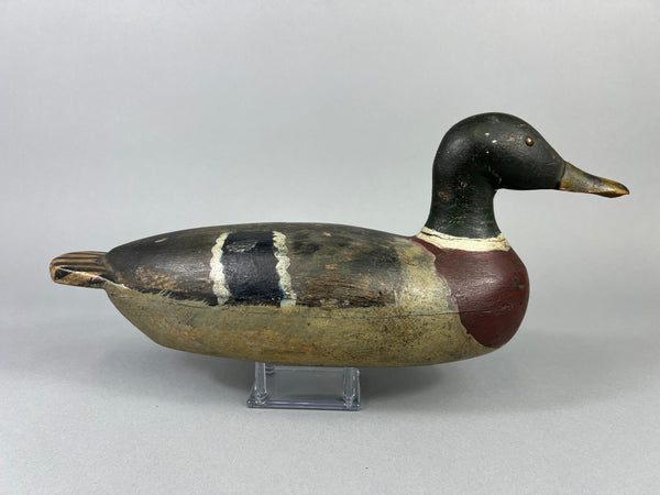 Unknown Early Illinois River Mallard Drake, Circa 1920’s (#181)