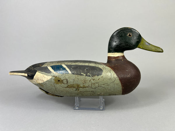Leonard Doren Mallard Drake (#3644)