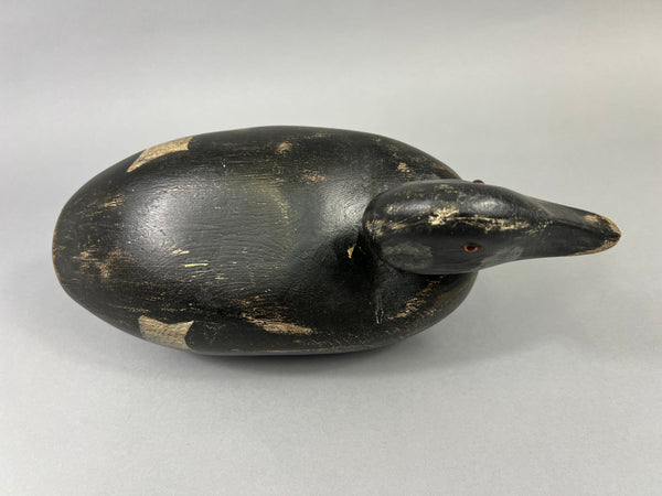 Maine White Winged Scoter (#2235)