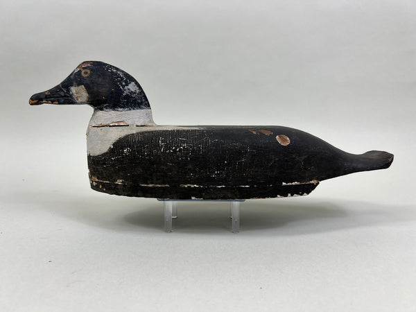 Cape Vincent Golden Eye Drake, Circa 1900 (#5251)