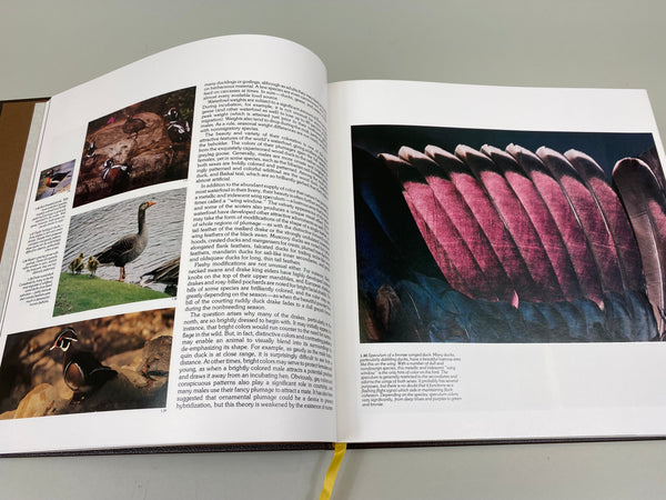 Lot of 5 Various Reference, Carving, and Hunting Books