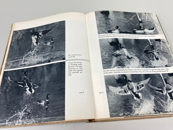 Prairie Wings Pen and Cameran Flight Studies by Edgar M. Queeny