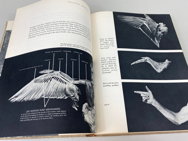 Prairie Wings Pen and Cameran Flight Studies by Edgar M. Queeny