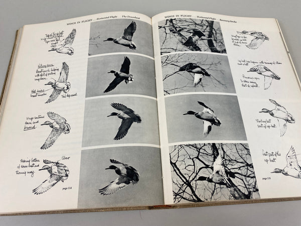 Prairie Wings Pen and Cameran Flight Studies by Edgar M. Queeny