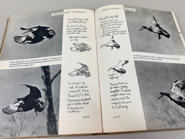 Prairie Wings Pen and Cameran Flight Studies by Edgar M. Queeny