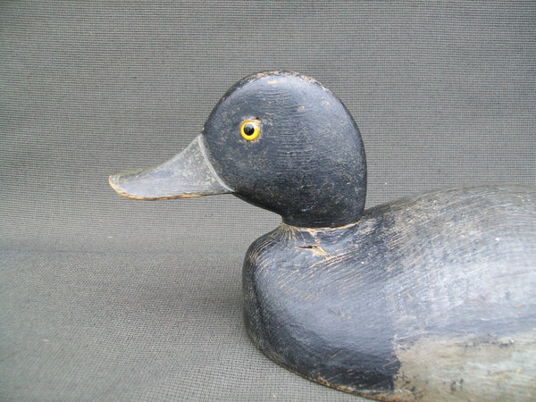 Eastern Ontario Blue Bill - F. Oben