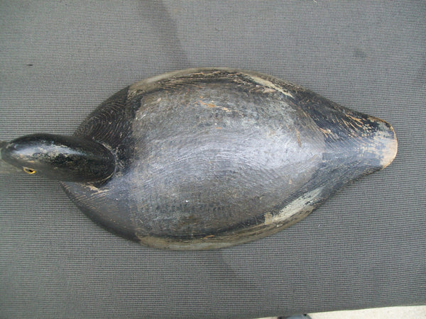 Eastern Ontario Blue Bill - F. Oben