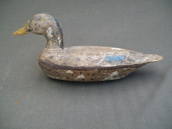 Early Illinois River Mallard Hen with weight  (#1196)