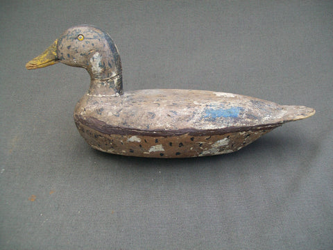 Early Illinois River Mallard Hen with weight  (#1196)