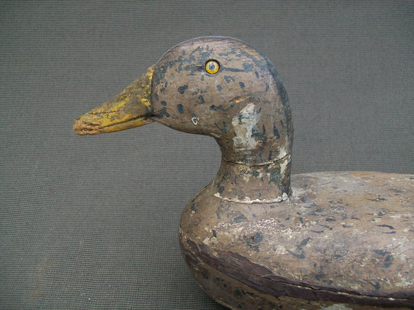 Early Illinois River Mallard Hen with weight  (#1196)