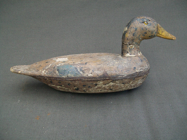 Early Illinois River Mallard Hen with weight  (#1196)