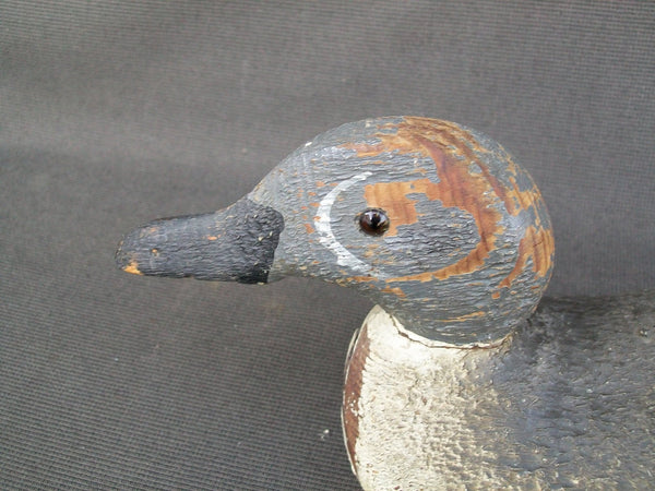 Pratt Factory Blue Wing Teal - Rough Cut  (#1391)