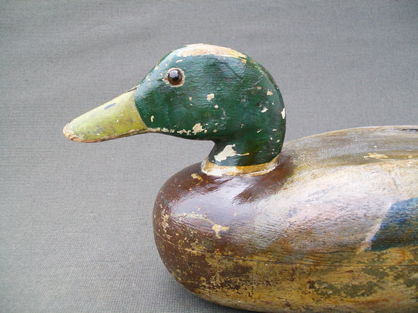 Frank Cassini Mallard Drake