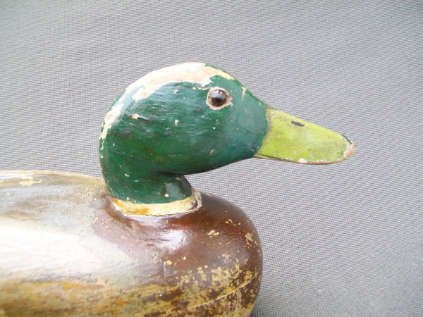 Frank Cassini Mallard Drake