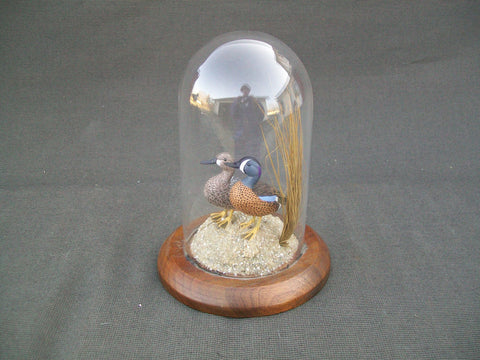 Miniature Blue Wing Teal Pair in glass display case.  William DeSelms