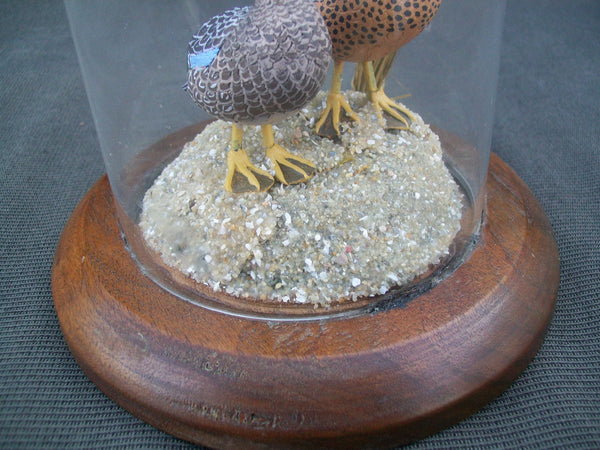 Miniature Blue Wing Teal Pair in glass display case.  William DeSelms