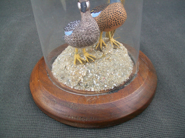 Miniature Blue Wing Teal Pair in glass display case.  William DeSelms