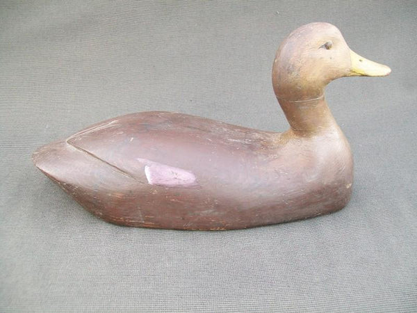 High Headed Canada Black Duck