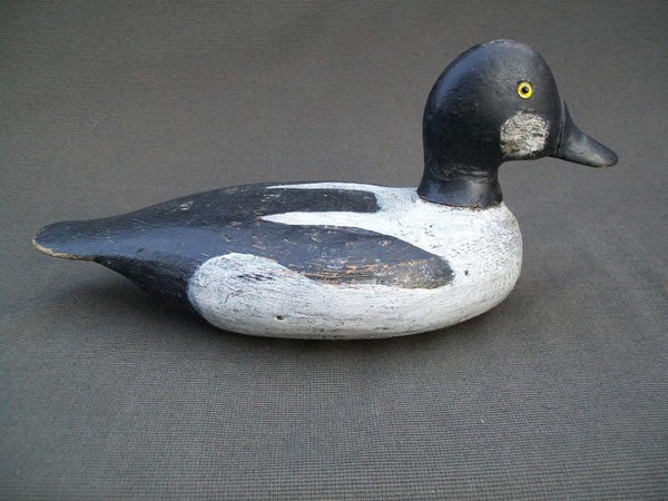 Golden Eye Drake Upstate New York with Stevens Influence