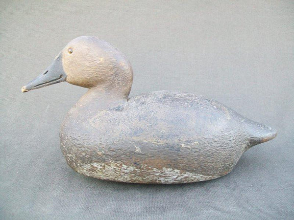 Michigan Canvasback Hen