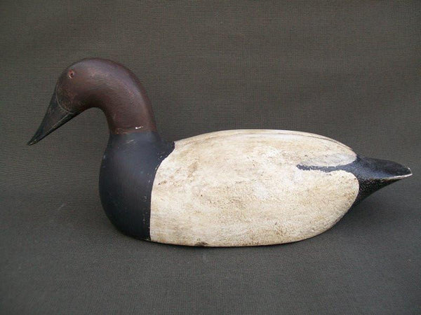 Canvasback Drake Cayuga Lake