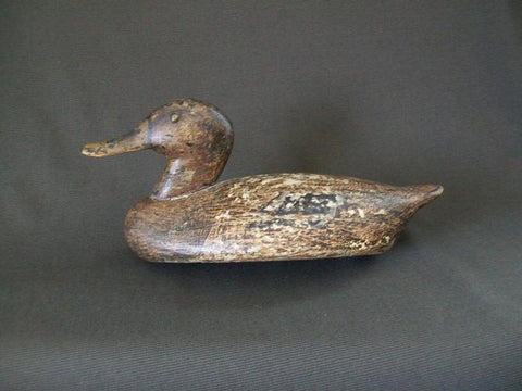 Working Illinois River Mallard Hen Circa 1890's