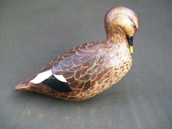 Preening hollow Spotbill duck