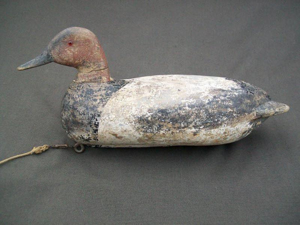 Illinois River Canvasback with weight