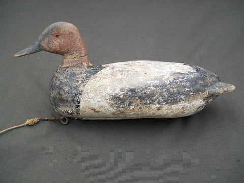 Illinois River Canvasback with weight