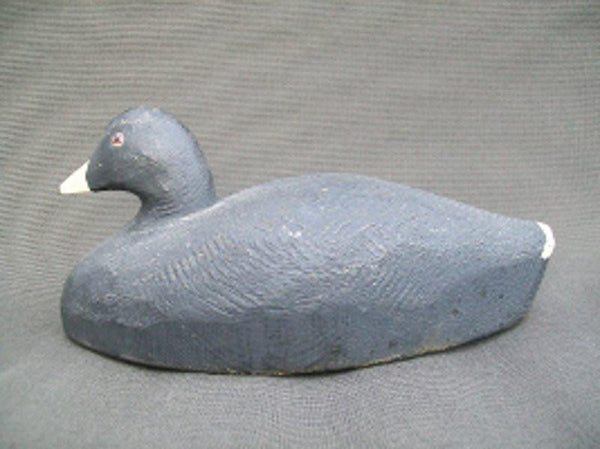 Herters Santa Marta Coot